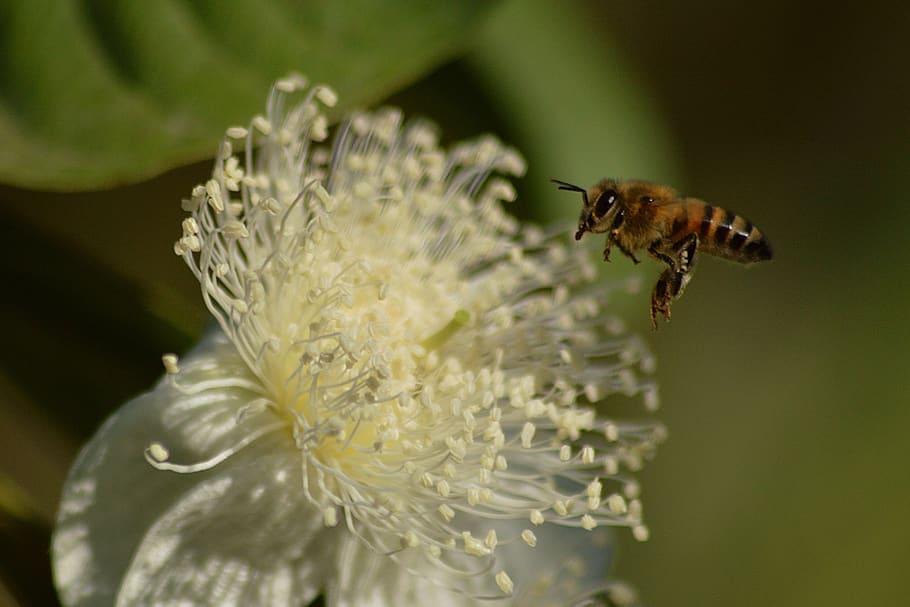 abella, pol·len, insectes, nèctar, flor, jardí, animals, primavera, recollir, mel, planta, polinització, insecte, flors, ales, temes d'animals, invertebrat, animal, un animal, fauna animal, animals a la natura, planta amb flors, fragilitat, primer pla, vulnerabilitat, bellesa a la natura, pètal, cap de flor, frescor, enfocament selectiu, creixement, cap gent, ala dels animals, 4K