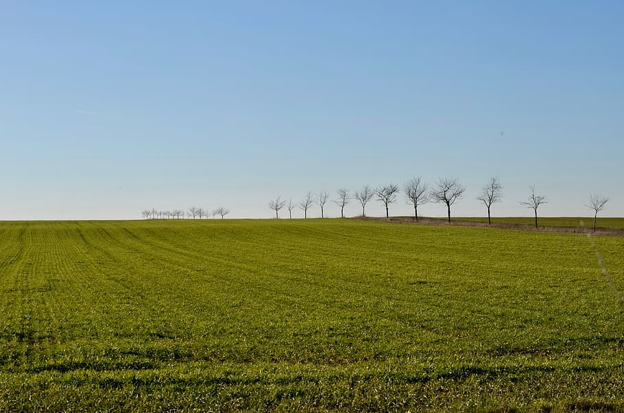 arbres, cultivable, camp, paisatge, agricultura, rural, sol del cel, herba, terra cultivable, verd, principis de la primavera, cel, terra, medi ambient, planta, tranquil·litat, escena tranquil·la, escenics - natura, escena rural, bellesa a la natura, creixement, naturalesa, còpia espai, dia, cel clar, color verd, cap gent, a l'aire lliure, plantació, 4K