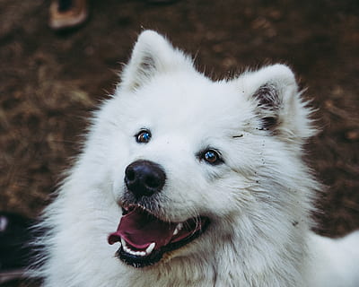 portræt, dyr, pattedyr, kæledyr, hund, hunde, eskimo hund, husky, hvid hund, Ræv, dyreliv, Polar ræv, ulv, hundehvalp, snude, collie, piercing, papillon, spaniel, cocker spaniel, possum, et dyr, dyre temaer, fokus på forgrunden, hvid farve, tæt på, hvirveldyr, dyr kropsdel, indenlandske, husdyr, mund, munden åben, ingen mennesker, dyrehår, dyr hoved, pomeranian, dyre mund, 4K, CC0, offentligt domæne, royaltyfrie