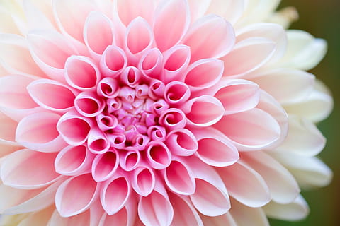 photographie rapprochée, rose, fleur pétale, modèle, macro, fleur, dalium, Couleur, la nature, Fujifilm, Contexte, fond d'écran, fermer, plante, pétale, tête de fleur, arrière-plans, botanique, été, beauté dans la nature, fleur simple, couleur rose, dahlia, décoration, fraîcheur, abstrait, feuille, objet unique, 4K, CC0, domaine public, libre de droits