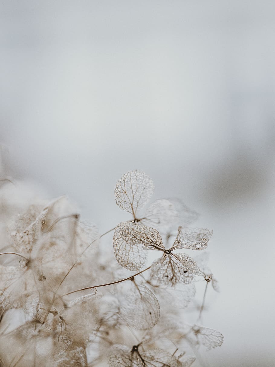 weiße Blume, draußen, Eis, Natur, Schnee, Frost, Gras, Pflanze, Tier, Insekt, wirbellos, Spinne, Spinnentier, Rasen, Schilf, Winter, Schneeengel, Landschaft, Eiszapfen, Wetter, Herde, Blume, blühende Pflanze, Schönheit in der Natur, keine Leute, Frische, Zerbrechlichkeit, Verletzlichkeit, Wachstum, kalte Temperatur, Nahansicht, Tag, Ruhe, Fokus auf den Vordergrund, weiße Farbe, selektiver Fokus, Weichheit, Frühling, tote Pflanze, Blütenkopf, verwelkte Pflanze, 8K