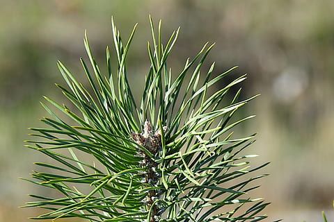 tall, granbarr, grön, barrträd, träd, gren, växt, grön färg, natur, fokusera på förgrunden, tillväxt, Pinaceae, inget folk, närbild, nål - växtdel, skönhet i naturen, dag, ett djur, utomhus, djurliv, djur-, tallskott, lugn, 4K, CC0, offentligt domän, royaltyfria
