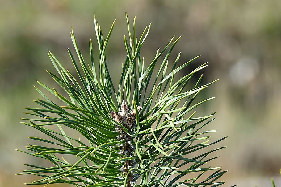 tall, granbarr, grön, barrträd, träd, gren, växt, grön färg, natur, fokusera på förgrunden, tillväxt, Pinaceae, inget folk, närbild, nål - växtdel, skönhet i naturen, dag, ett djur, utomhus, djurliv, djur-, tallskott, lugn, 4K