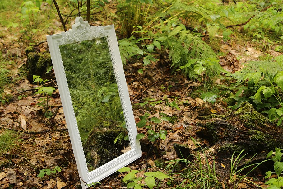 specchio, foresta, riflessione, natura, albero, pace della mente, verde, parco, estate, naturale, erba, pianta, crescita, terra, giorno, nessuno, foglia, parte vegetale, colore verde, vista dall'alto, campo, avvicinamento, all'aperto, concentrarsi sulle conoscenze acquisite, sporco, giardino, bellezza nella natura, attrezzatura, cortile anteriore o posteriore, giardinaggio, cura, 5K