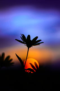 Blau, Himmel, Wolke, Welt, genial, erstellen, Gott, Planet, Stimmung, Nacht-, Herbst, Aufspritzen, Farbbombe, Sonne, Sonnenuntergang, Natur, wunderschönen, einfach, Pflanze, Schönheit in der Natur, Blume, Frische, blühende Pflanze, Zerbrechlichkeit, Nahansicht, Wachstum, Verletzlichkeit, Blütenblatt, keine Leute, Blütenstand, Blütenkopf, orange Farbe, Szenen - Natur, Silhouette, draußen, lila, romantischer Himmel, 5K, CC0, gemeinfrei, lizenzfrei
