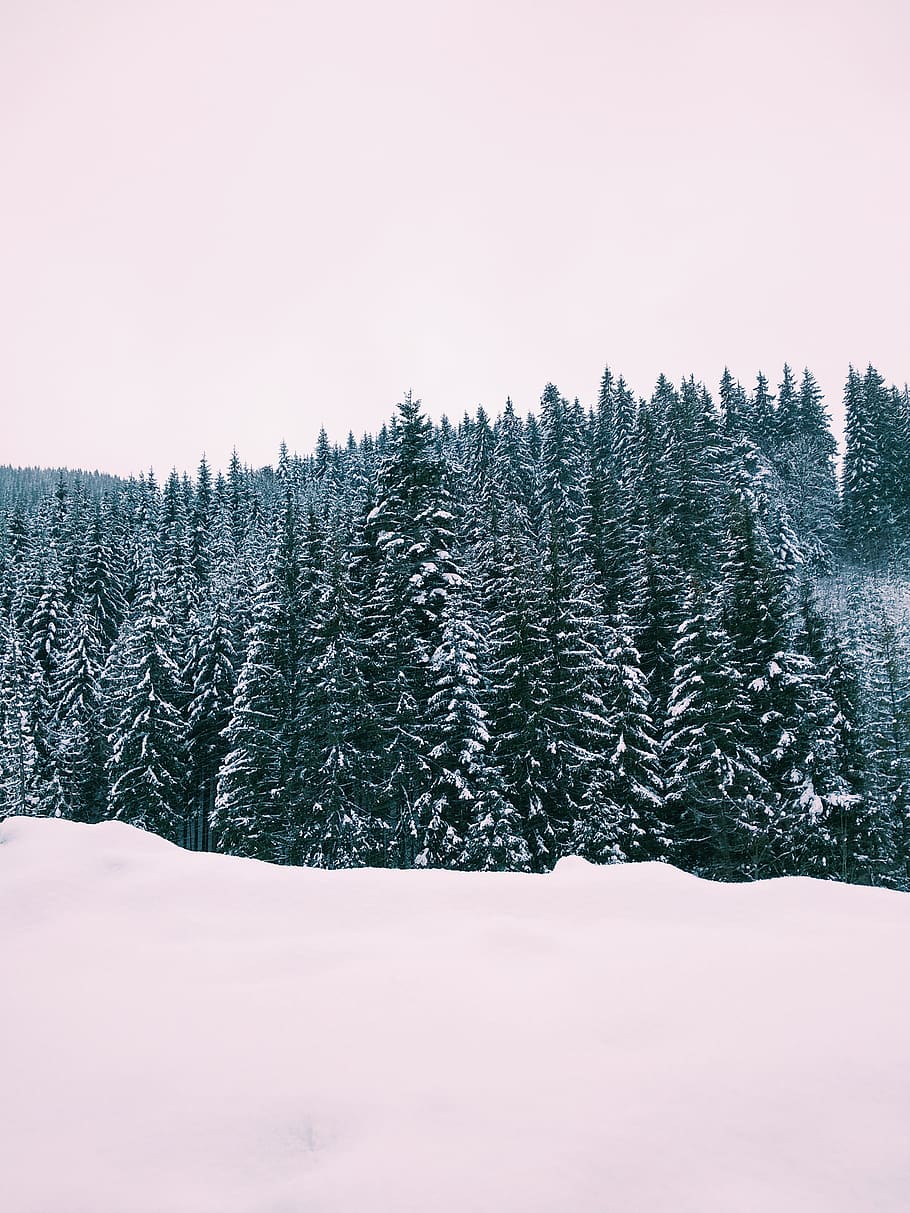 verd, pins, durant el dia, planta, arbre, abies, avet, pi, conífera, picea, a l'aire lliure, arbres, hivern, Nadal, bosc, vsco, esquiar, bukovel, Ucraïna, naturalesa, gel, neu, temperatura de fred, bellesa a la natura, escena tranquil·la, tranquil·litat, escenics - natura, cel, terra, escena no urbana, cap gent, medi ambient, dia, cobertura, paisatge, arbre de coníferes, nevar, 4K