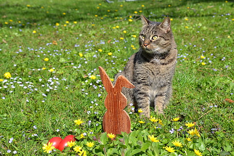 Ostern, Hase, Osterhase, süß, Frühling, Ohren, Gras, Tier, Natur, Haustier, Ei, Ostereier, sitzen, Osterthema, Ostergrüße, Holz Kaninchen, wilde Blumen, wilde Blumenwiese, blühen, altes Holz, Katze, Ostern Katze, Hasen Ohren, inländisch, Haustiere, Pflanze, Hauskatze, Tierthemen, Säugetier, blühende Pflanze, katzenartig, Blume, ein Tier, Wirbeltier, keine Leute, Feld, grüne Farbe, Whisker, tabby, 4K, CC0, gemeinfrei, lizenzfrei