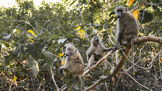 primate perching, strom, zvířat, zvířata ve volné přírodě, skupina zvířat, zvíře, savec, primát, opice, rostlina, obratlovců, mladé zvíře, dvě zvířata, Příroda, nikdo, pavián, sedící, les, venku, 5K, CC0, veřejná doména, bez autorských práv