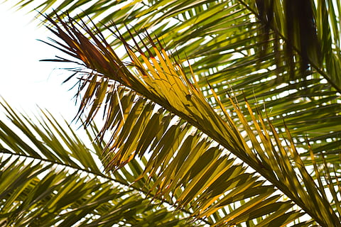 grønbladet plante, flare, lys, plante, Palme træ, træ, Palme-familien, sommer, blad, sollys, tropisk, agavaceae, bregne, nåletræ, vegetation, redwood, stål, hamp, spiritus, alkohol, drikke, tropisk klima, palmblad, vækst, plante del, grøn farve, skønhed i naturen, natur, ingen mennesker, lav vinkel visning, tæt på, ro, dag, frond, udendørs, baggrunde, tropisk træ, kokos palme, direkte under, blade, 5K, CC0, offentligt domæne, royaltyfrie