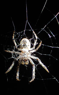 aranya, web, teranyina, insecte, naturalesa, primer pla, macro, un animal, temes d'animals, invertebrat, artròpode, animal, animals a la natura, fauna animal, aràcnids, fons negre, fragilitat, zoologia, part del cos dels animals, cap gent, tir de l'estudi, a l'aire lliure, cames d’animal, marí, 4K, CC0, domini públic, lliure de regalies