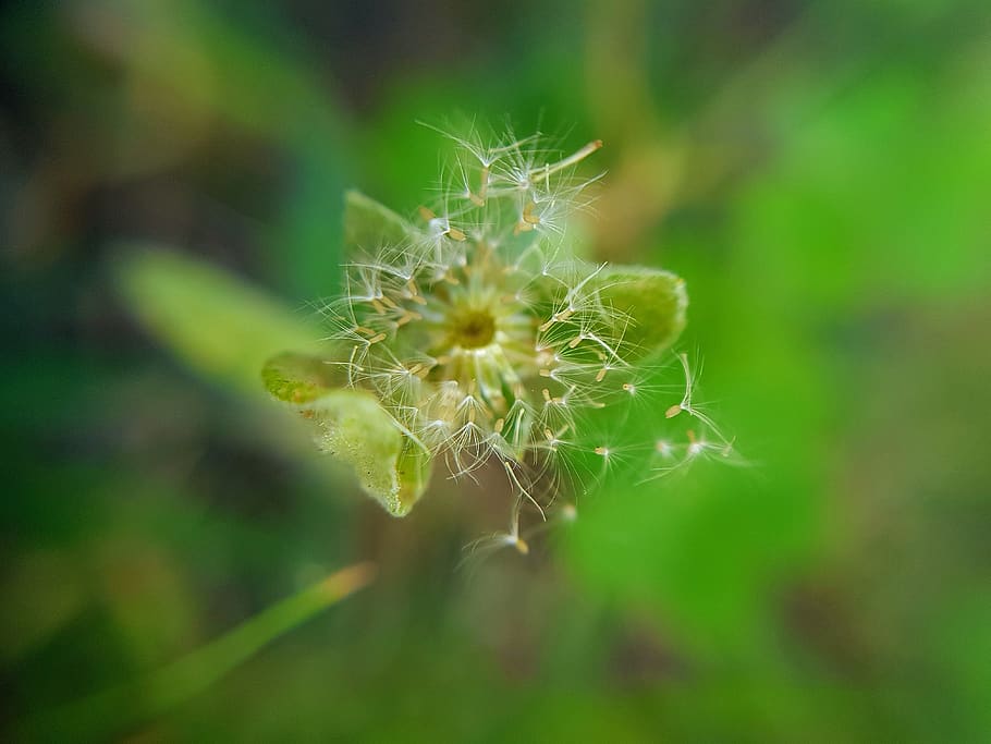 Índia, jind, fragilitat, vulnerabilitat, bellesa a la natura, planta, primer pla, frescor, creixement, flor, planta amb flors, naturalesa, centrar-se en primer pla, cap gent, color verd, enfocament selectiu, dia, dent de lleó, inflorescència, cap de flor, a l'aire lliure, llavor de dent de lleó, suavitat, sepal, picant, 4K