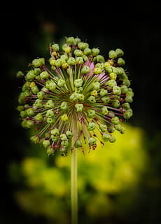 sbiadito, fiore, natura, avvicinamento, semi, pianta, crescita, bellezza nella natura, pianta fiorita, fragilità, vulnerabilità, freschezza, nessuno, concentrarsi sulle conoscenze acquisite, messa a fuoco selettiva, infiorescenza, all'aperto, stelo vegetale, colore verde, giorno, testa di fiore, petalo, 5K, CC0, dominio pubblico, privo di copyright