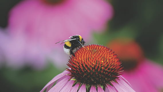 abeille, insecte, macro, fermer, nectar, pollen, fleur, l'automne, tomber, rouge, rose, plante à fleurs, pétale, invertébré, un animal, beauté dans la nature, thèmes animaux, tête de fleur, la faune des animaux, fraîcheur, animaux à l'état sauvage, animal, échinacée, fragilité, vulnérabilité, pollinisation, inflorescence, plante, couleur rose, personne, bourdon, violet, 5K, CC0, domaine public, libre de droits
