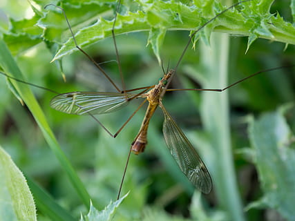 insecte brun, animal, invertébré, insecte, libellule, anisoptères, insecte de cricket, puceron, pot, moustique, sauterelle, mante, plante en pot, poterie, planteur, vase, plante, Asilidae, voler, luciole, animaux à l'état sauvage, la faune des animaux, thèmes animaux, couleur verte, un animal, fermer, partie de la plante, feuille, la nature, se concentrer sur le premier plan, journée, croissance, personne, en plein air, mise au point sélective, beauté dans la nature, 4K, CC0, domaine public, libre de droits