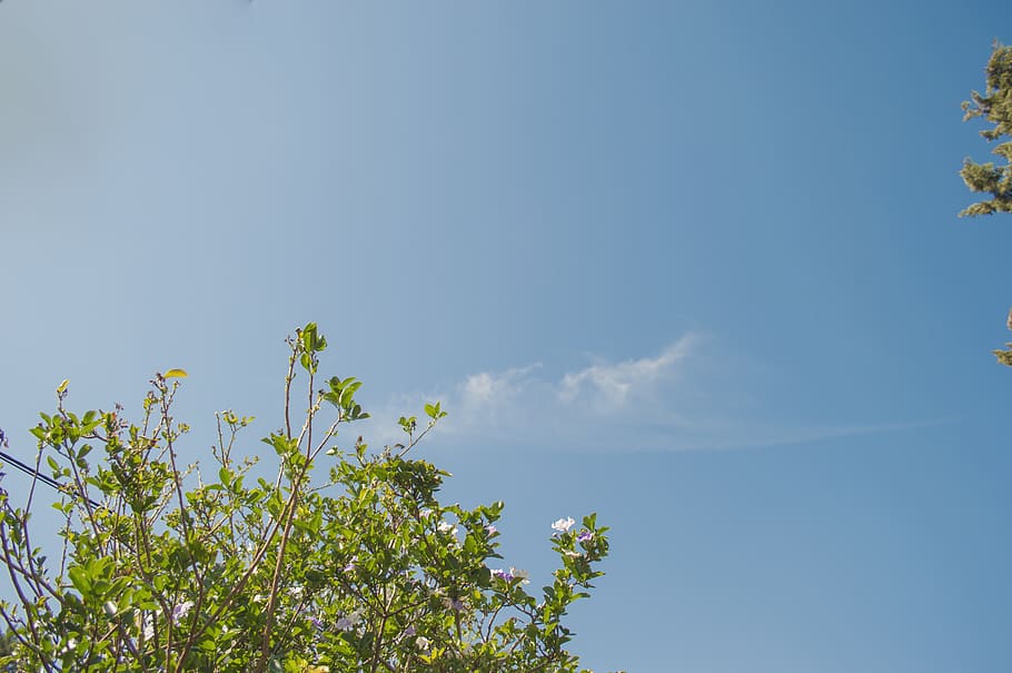 nebe, mrak, nubes, zelená, květ, modrý, modrá obloha, Studený, , rostlina, nízký úhel pohledu, mrak - nebe, Příroda, den, strom, nikdo, krása v přírodě, růst, kopie prostor, klid, zelená barva, venku, slunečního světla, scenics - příroda, slunný, klidné scény, koruny stromů, 5K