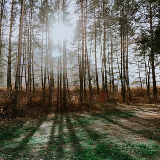 els raigs del sol, arbres, arbre, a l'aire lliure, naturalesa, planta, vegetació, bosc, sòl, terra, romania, arbreda, llum solar, gura humorului, herba, paisatge, camp, caure, tardor, carretera, gris, tranquil·litat, escena tranquil·la, bellesa a la natura, creixement, escena no urbana, dia, cap gent, escenics - natura, medi ambient, cel, tronc, 4K, CC0, domini públic, lliure de regalies