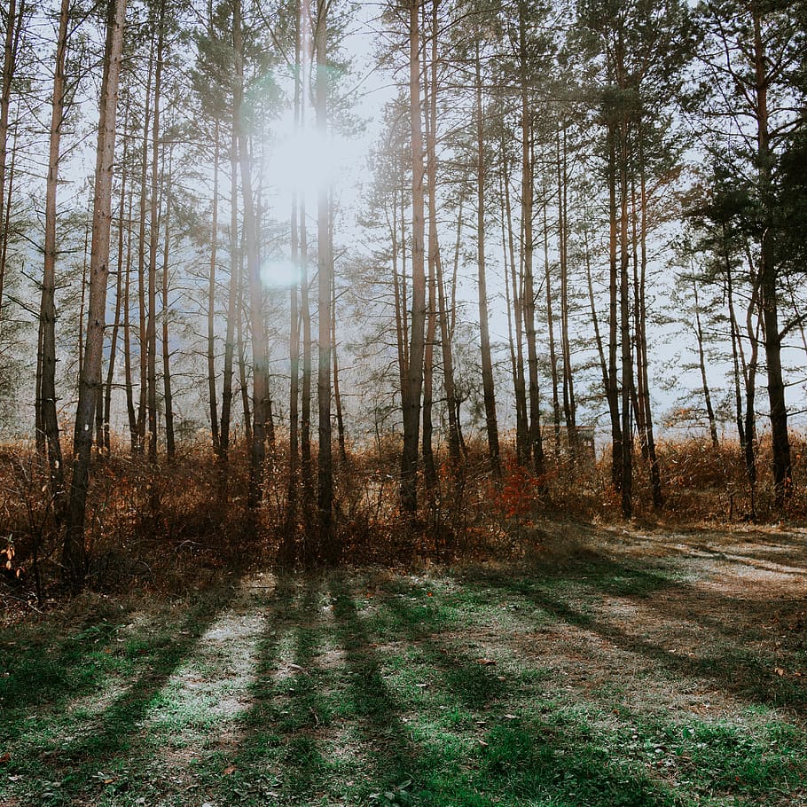 els raigs del sol, arbres, arbre, a l'aire lliure, naturalesa, planta, vegetació, bosc, sòl, terra, romania, arbreda, llum solar, gura humorului, herba, paisatge, camp, caure, tardor, carretera, gris, tranquil·litat, escena tranquil·la, bellesa a la natura, creixement, escena no urbana, dia, cap gent, escenics - natura, medi ambient, cel, tronc, 4K