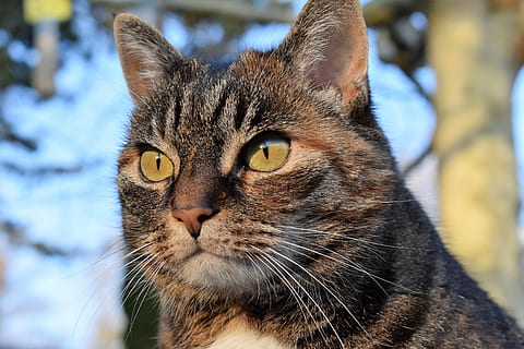 gatto, sgombro, vista, focalizzata, orologio, animale domestico, gatto domestico, faccia di gatto, animale, occhi di gatto, avvicinamento, ritratto, pelliccia, viso, Attenzione, temi animali, un animale, mammifero, domestico, animali domestici, felino, vertebrato, baffo, concentrarsi sulle conoscenze acquisite, parte del corpo animale, nessuno, giorno, testa di animale, guardando la fotocamera, occhio animale, occhi gialli, soriano, grugno, 5K, CC0, dominio pubblico, privo di copyright