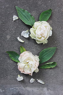 dua, putih, bunga petaled, bunga, daun, bagian tanaman, tanaman berbunga, mawar, kesegaran, menanam, bunga mawar, keindahan di alam, kerentanan, alam, merapatkan, tidak ada orang, tampilan sudut tinggi, daun bunga, kerapuhan, warna putih, warna hijau, dalam ruangan, kepala bunga, Daun-daun, 5K, CC0, domain publik, bebas royalti