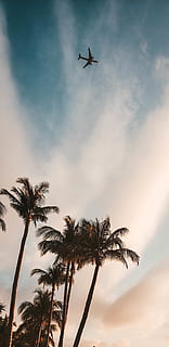 vliegtuig passeren overhead, boom, fabriek, Arecaceae, palmboom, zomer, voertuig, vliegtuig, vervoer, miami, tropisch, buitenshuis, natuur, licht, gloed, zonlicht, weer, helling, hemel, silhouet, lage hoekweergave, tropisch klimaat, wolk - lucht, vliegend, luchtvoertuig, wijze van transport, mid-air, geen mensen, schoonheid in de natuur, beweging, groei, 4K, CC0, publiek domein, royaltyvrij