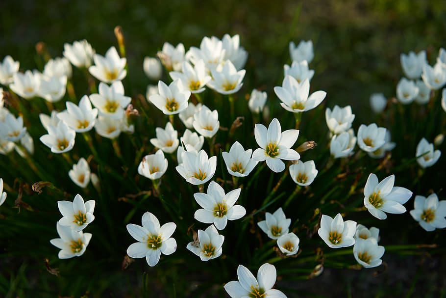 hvidblomstrede blomster, blomstrende plante, blomst, sårbarhed, skrøbelighed, friskhed, hvid farve, plante, skønhed i naturen, kronblad, vækst, tæt på, blomsterstand, blomsterhoved, ingen mennesker, fokus på forgrunden, dag, natur, Mark, botanik, udendørs, pollen, forår, 5K