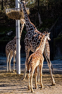 marró, gris, girafa, zoològic de Memphis, animal, vida salvatge, mamífer, Memphis, tn, EUA, zoo, Memphis, girafes, ramat, família, nadó, a l'aire lliure, sòl, pissarra, naturalesa, camp, pastures, sabana, temes d'animals, fauna animal, animals a la natura, grup d’animals, cap gent, vertebrats, marques d’animals, safari, herbívors, de peu, terra, llum solar, arbre, dia, família d’animals, coll d'animals, 2K, CC0, domini públic, lliure de regalies
