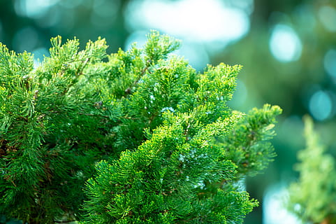 seletivo, fotografia de foco, verde, Pinheiro, meio Ambiente, sempre-viva, árvore, cor verde, plantar, crescimento, beleza na natureza, dia, focar em primeiro plano, ninguém, fechar-se, parte da planta, folha, natureza, tranquilidade, ao ar livre, frescura, foco seletivo, luz solar, vulnerabilidade, fragilidade, 4K, CC0, domínio público, royalty free