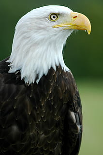 Hvidhovedet havørn, ørn, skaldet, perched, profil, raptor, fugl, natur, amerikansk, symbol, fjer, dom, majestætisk, vinger, rovdyr, leder, portræt, dyreliv, dyr, dyre temaer, rovfugl, et dyr, hvirveldyr, dyr i naturen, ørn - fugl, tæt på, ingen mennesker, dyr kropsdel, fokus på forgrunden, dag, kigger væk, næb, dyr hoved, dyr øje, 2K, CC0, offentligt domæne, royaltyfrie