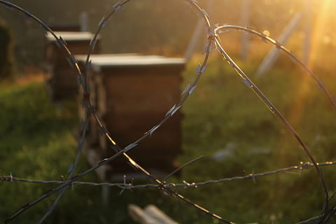 grå barbwire, natur, fokus på forgrunden, dag, metal, tæt på, ingen mennesker, sikkerhed, beskyttelse, plante, hegn, pigtråd, sollys, tråd, selektiv fokusering, grænse, barriere, udendørs, jord, Mark, 2K, CC0, offentligt domæne, royaltyfrie