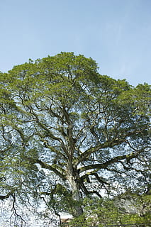 copac, arbore vechi, mușchi, cer, plantă, vedere unghiulară joasă, creştere, frumusețe în natură, nici o persoana, Culoarea verde, zi, liniște, natură, ramură, cer senin, în aer liber, scenă non-urbană, scenice - natura, o scenă liniștită, teren, idilic, stâncă, copac copac, 5K, CC0, domeniu public, fără drepturi de autor