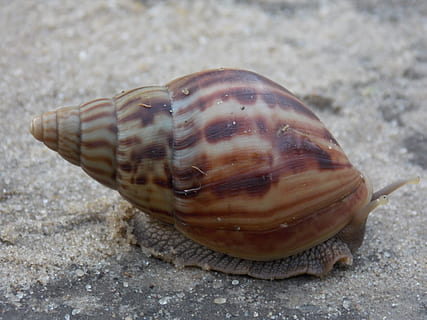 hlemýžď, zpomalit, shell, zvířat, zvíře, zvířata ve volné přírodě, detail, jednoho zvířete, zvířecí shell, přistát, Příroda, bezobratlý, nikdo, den, pláž, písek, měkkýš, moře, přírodní vzor, mušle, zaměřit se na popředí, venku, námořní, 4K, CC0, veřejná doména, bez autorských práv