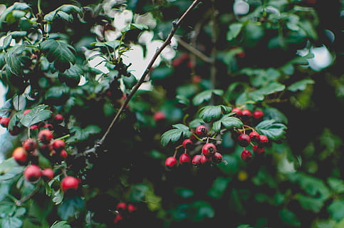 Baum, Beere, dunkel, fallen, stumm geschaltet, Blätter, Grün, Ast, Obst, Wachstum, gesundes Essen, Essen und Trinken, Lebensmittel, Pflanze, Frische, Beerenfrucht, Blatt, Pflanzenteil, grüne Farbe, Tag, Nahansicht, rot, keine Leute, Wohlbefinden, Natur, Schönheit in der Natur, draußen, reif, 4K, CC0, gemeinfrei, lizenzfrei