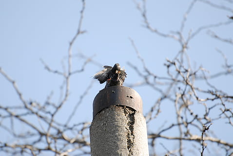 Vögel, Frühling, Feder, Begegnung, Fokus auf den Vordergrund, Baum, keine Leute, Natur, Wirbeltier, Vogel, Himmel, Tag, Tier, Tiere in freier Wildbahn, Tierwelt, Tierthemen, Flachwinkelansicht, Pflanze, kahler Baum, Ast, ein Tier, hocken, draußen, klarer Himmel, 4K, CC0, gemeinfrei, lizenzfrei