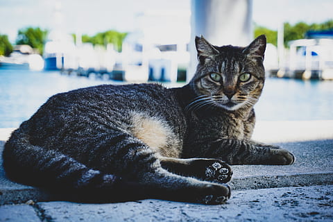 grau beschichtete Katze, Katze, Säugetier, Tier, Haustier, abessinier, Manx, Anzeige, Elektronik, Bildschirm, Monitor, LCD Bildschirm, schwarze Katze, pc, Computer, Lebensmittel, produzieren, Gemüse, Korn, Pflanze, Wohnkultur, inländisch, Haustiere, katzenartig, Hauskatze, Tierthemen, Wirbeltier, Entspannung, ein Tier, Fokus auf den Vordergrund, keine Leute, Kamera betrachten, hinlegen, Porträt, Nahansicht, Tag, ausruhen, Whisker, tabby, 5K, CC0, gemeinfrei, lizenzfrei