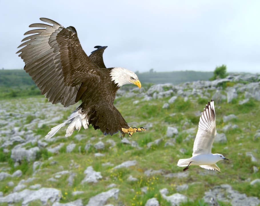 pasăre, vultur, Vultur plesuv, pescăruş de mare, vânătoare, zbor, pasare zburătoare, tapet, hd, animale în sălbăticie, animale sălbatice, animal, animale tematice, aripi împrăștiate, animale vertebrate, pasăre de pradă, la mijlocul-aer, natură, mişcare, grup de animale, nici o persoana, zi, să se concentreze asupra primelor elemente, vulturul - pasăre, în aer liber, animal aripă, flapping, 4K