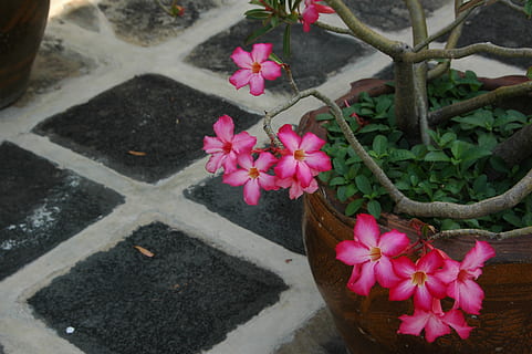 flori thai, floare, planta cu flori, plantă, culoarea roz, petală, prospeţime, frumusețe în natură, fragilitate, vulnerabilitate, natură, creştere, a închide, inflorescenţă, nici o persoana, cap de floare, zi, vedere în unghi mare, în aer liber, parte a plantelor, frunze, 2K, CC0, domeniu public, fără drepturi de autor