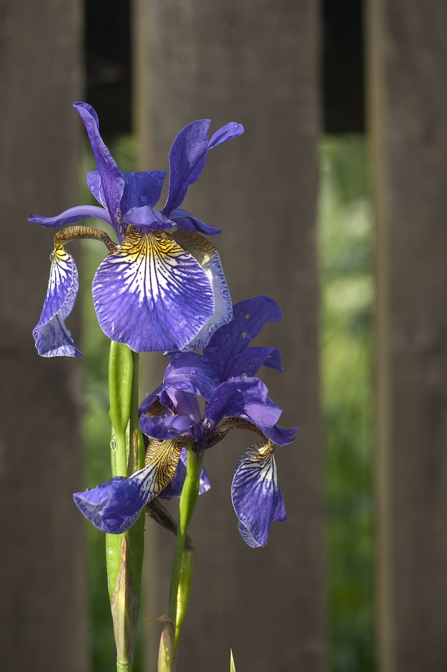 iris, iridi, viola, fiore, natura, pianta fiorita, vulnerabilità, fragilità, pianta, bellezza nella natura, petalo, freschezza, avvicinamento, concentrarsi sulle conoscenze acquisite, crescita, testa di fiore, infiorescenza, iris - pianta, giorno, stelo vegetale, nessuno, all'aperto, 2K