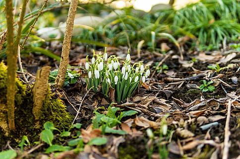 snowdrop, spring, flower, bloom, nature, plant, white, signs of spring, spring flower, early bloomer, close up, spring awakening, garden, flowers, frühlingsanfang, growth, land, green color, plant part, leaf, field, selective focus, close-up, day, no people, beauty in nature, tranquility, outdoors, vulnerability, forest, fragility, focus on foreground, tree, surface level, 4K, CC0, public domain, royalty free