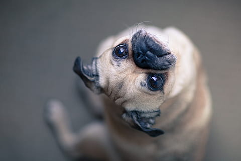 confused pug photo, Dogs, Animals, Pets, Pug, one animal, canine, dog, animal themes, mammal, domestic, animal, domestic animals, small, lap dog, cute, puppy, young animal, looking, animal head, studio shot, no people, indoors, purebred dog, chihuahua - dog, animal eye, 4K, CC0, public domain, royalty free
