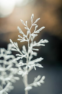 selectief, focus fotografie, wit, fabriek, vervagen, tak, detailopname, koude, flora, focus, zing, vorst, ijzig, ijzig weer, bevroren, gras, groei, ijs-, icee, macro, natuur, seizoen, sneeuw, besneeuwd, winter, koude temperatuur, schoonheid in de natuur, geen mensen, sneeuwvlok, focus op de voorgrond, selectieve aandacht, witte kleur, dag, buitenshuis, kwetsbaarheid, breekbaarheid, 5K, CC0, publiek domein, royaltyvrij