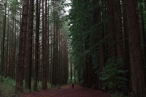 alberi, Esplorare, alberi di pino, sequoia, foresta, California, fotografo, minimo, campeggio, campo, amici, escursione, escursioni a piedi, avventura, viaggio su strada, Vintage ▾, film, lunatico, buio, i boschi, albero, pianta, terra, bosco, crescita, la tranquillità, tronco d'albero, tronco, persone reali, scena non urbana, bellezza nella natura, scena tranquilla, natura, una persona, giorno, retrovisore, attività di svago, scenics - natura, stili di vita, all'aperto, 2K, CC0, dominio pubblico, privo di copyright