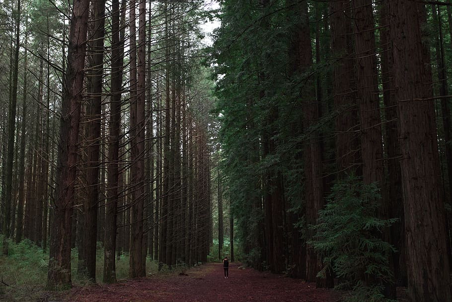 alberi, Esplorare, alberi di pino, sequoia, foresta, California, fotografo, minimo, campeggio, campo, amici, escursione, escursioni a piedi, avventura, viaggio su strada, Vintage ▾, film, lunatico, buio, i boschi, albero, pianta, terra, bosco, crescita, la tranquillità, tronco d'albero, tronco, persone reali, scena non urbana, bellezza nella natura, scena tranquilla, natura, una persona, giorno, retrovisore, attività di svago, scenics - natura, stili di vita, all'aperto, 2K