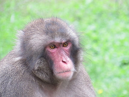 macaque, mico, primat, un animal, fauna animal, mamífer, animals a la natura, retrat, part del cos dels animals, cap gent, vertebrats, primer pla, mirant la càmera, naturalesa, a l'aire lliure, dia, babuí, ull d’animals, contemplació, 4K, CC0, domini públic, lliure de regalies