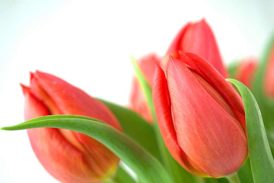 tulipan, forår, påske, blomst, rød, blomstre, flor, have, fest, plante, natur, frisk, forår blomster, sommer, blomstrende plante, skønhed i naturen, tæt på, friskhed, plante del, blad, kronblad, sårbarhed, skrøbelighed, hvid baggrund, vækst, grøn farve, ingen mennesker, studio skud, blomsterhoved, blomsterstand, 5K