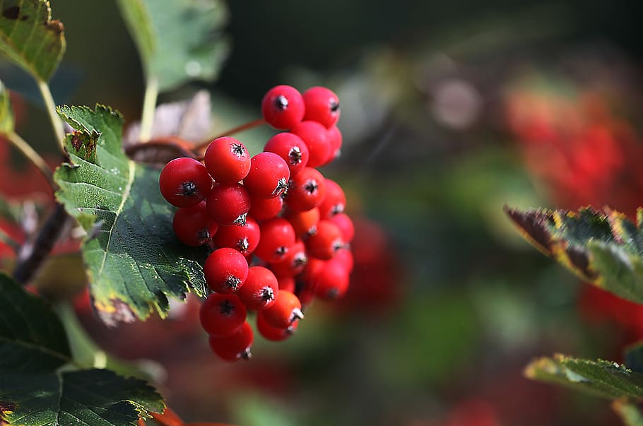 esprai, el feix, fruita, fructificació, tardor, vermell, fullatge, verd, planta ornamental, jardí, rodó, fruits vermells, fruites de baies, menjar, alimentació saludable, full, part de la planta, menjar i beguda, creixement, primer pla, frescor, planta, naturalesa, centrar-se en primer pla, cap gent, dia, benestar, color verd, bellesa a la natura, arbre, a l'aire lliure, rowanberry, madur, 4K