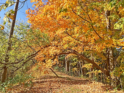 árbol, planta, arce, hoja, Toronto, parque del valle del río don, Canadá, tronco de arbol, vegetación, al aire libre, naturaleza, arboleda, bosque, tierra, suelo, paisaje, abrigo, edificio, campo, otoño, cambio, belleza en la naturaleza, crecimiento, color naranja, tranquilidad, parte de la planta, día, nadie, amarillo, rama, paisajes - naturaleza, escena tranquila, colección de otoño, condición natural, 2K, CC0, dominio público, libre de derechos