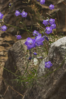 Luxemburgo, bourscheid, castelo bourscheid, flor, pedras antigas, roxa, planta com flores, plantar, fragilidade, vulnerabilidade, frescura, beleza na natureza, pétala, crescimento, fechar-se, natureza, ninguém, cabeça de flor, dia, inflorescência, animais em estado selvagem, um animal, botânica, animal, ao ar livre, polinização, 5K, CC0, domínio público, royalty free