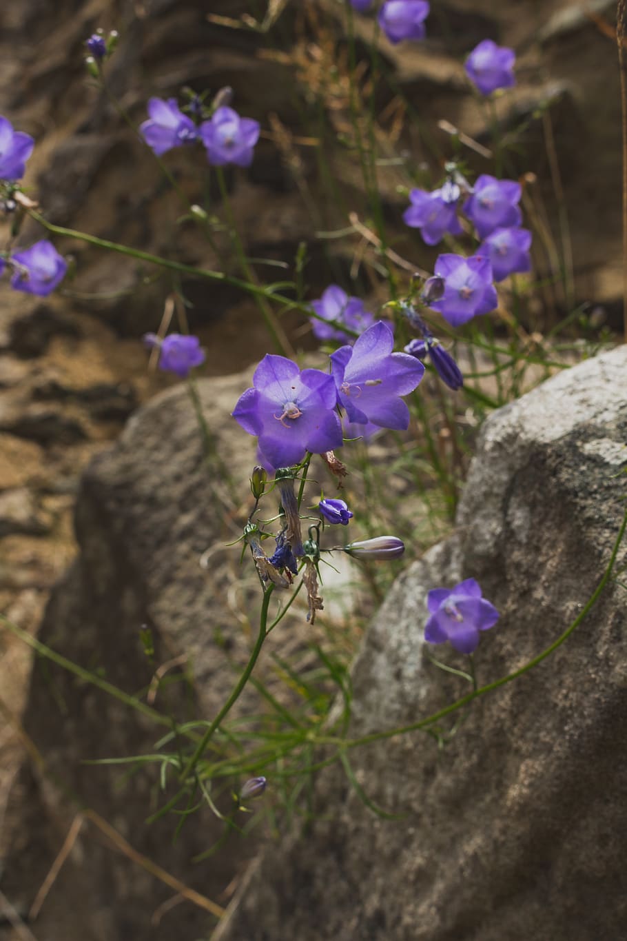 luxembourg, Bourscheid, bourscheid slot, flor, gamle sten, lilla, blomstrende plante, blomst, plante, skrøbelighed, sårbarhed, friskhed, skønhed i naturen, kronblad, vækst, tæt på, natur, ingen mennesker, blomsterhoved, dag, blomsterstand, dyr i naturen, et dyr, botanik, dyr, udendørs, bestøvning, 5K