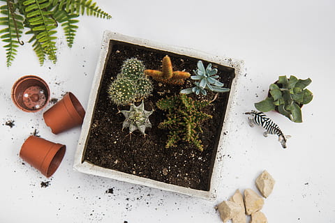 verde, pianta di cactus, bianca, pentola, alternativa, sfondo, contenitore, flora, fiore, giardino, erba, crescita, erbaceo, naturale, pianta, pentole, suolo, natura morta, piante succulente, vaso, nessuno, in casa, vista dall'alto, natura, pianta in vaso, foglia, avvicinamento, parte vegetale, cibo, cibo e bevande, colore verde, assistenza sanitaria e medicina, freschezza, direttamente sopra, tavolo, bellezza nella natura, 5K, CC0, dominio pubblico, privo di copyright