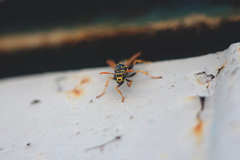 wasp, insect, nature, bug, macro, invertebrate, animal wildlife, animals in the wild, selective focus, animal, close-up, animal themes, one animal, spider, arthropod, no people, day, arachnid, outdoors, white color, zoology, ant, 5K, CC0, public domain, royalty free